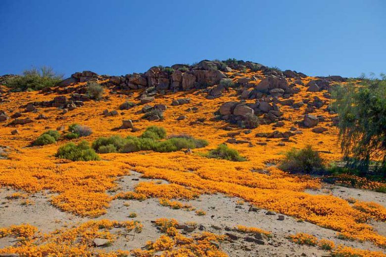 Dimorphotheca sinuata, Cape Marigold, African Daisy, drought tolerant groundcover, ground covers, grouncover, perennial ground cover