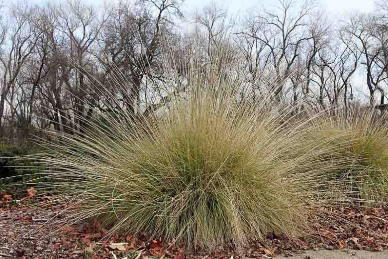 Muhlenbergia rigens, Deer Grass, Deergrass, Meadow Muhly, Deer Muhly, Epicampes rigens, Muhlenbergia marshii, Muhlenbergia mundula, Perennial grass, Drought tolerant grass