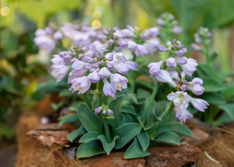 Hosta Blue Mouse Ears, Plantain Lily 'Blue Mouse Ears', 'Blue Mouse Ears' Hosta, Blue Hosta, Shade perennials, Plants for shade