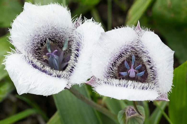 Calochortus tolmiei, Tolmie Star-Tulip, Hairy Star Tulip, Pussy-Ears, Tolmie's Star-tulip, White Pussy Ears, California Native Plants, Oregon Native Plants, Washington Native Plants