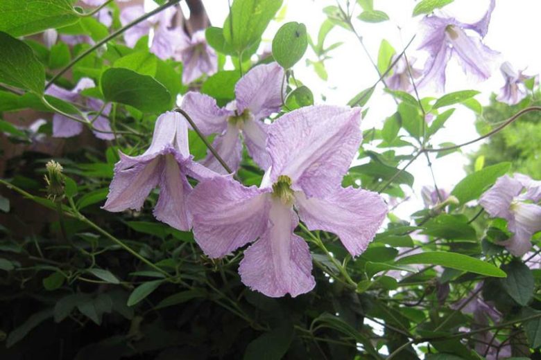 Clematis 'Betty Corning', Clematis Viticella 'Betty Corning', group 3 clematis, purple clematis, Blue clematis, lavender clematis, Viticella clematis