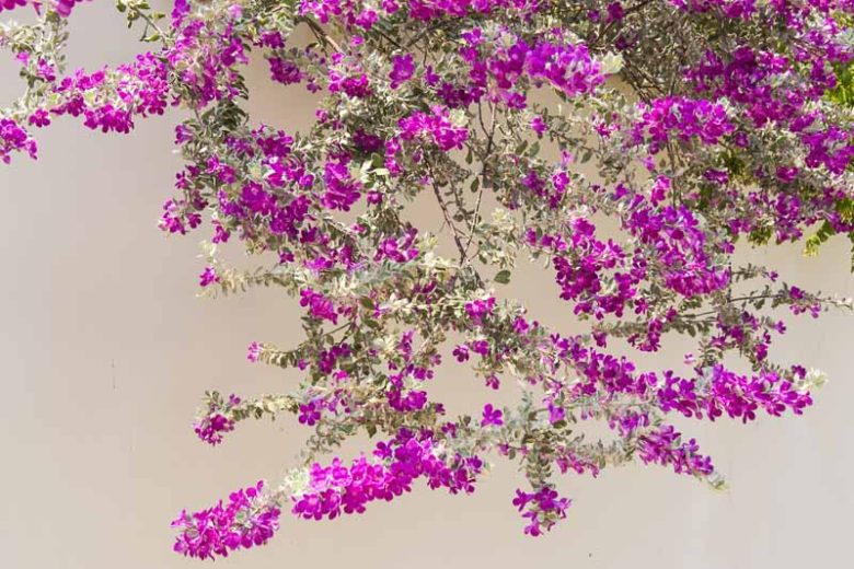 Leucophyllum frutescens,  Cenizo, Purple Sage, Texas Ranger, Texas Barometer Bush, Texas Silverleaf, Texas Sage, Silverleaf, Evergreen Shrubs, Purple Flowers