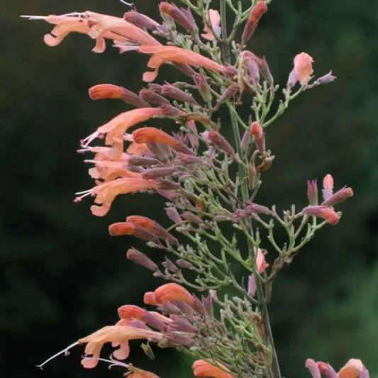 Agastache Rupestris, Rock Anise Hyssop, Sunset Hyssop, Threadleaf Giant Hyssop, Licorice Mint, Salmon flowers, Orange Flowers,