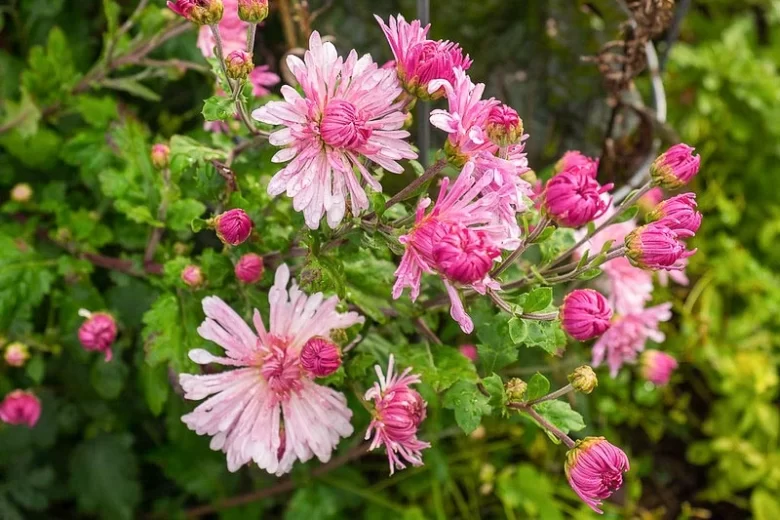 Chrysanthemum 'Emperor of China', Garden Mum 'Emperor of China', Florist's Mum 'Emperor of China', Hardy Garden Mum 'Emperor of China', Dendranthema 'Emperor of China', Dendranthema 'Cottage Pink', Chrysanthemum 'Cottage Pink', Pink Fall Flowers