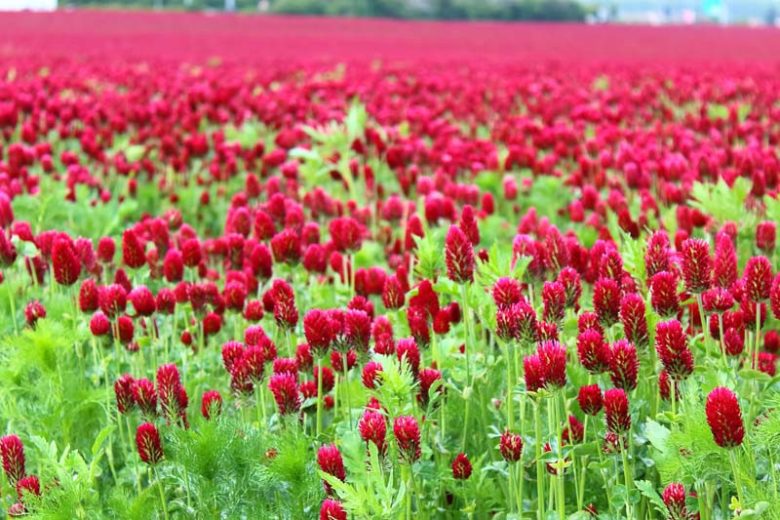 Trifolium incarnatum, Crimean Clover, Crimson Clover, Italian Clover, Napoleons