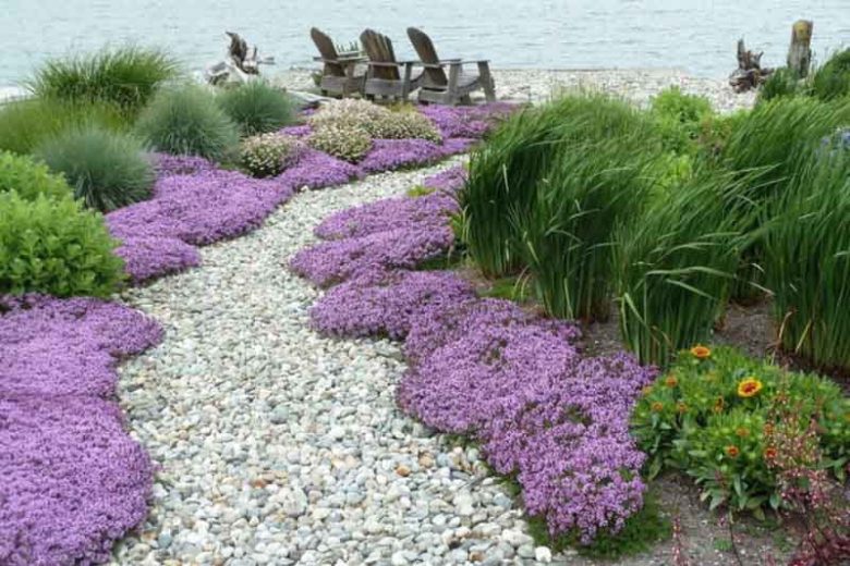 Creeping Thyme, Wild Thyme,  Breckland Thyme, Drought tolerant perennial, seaside plant, aromatic perennial, fragrant perennial