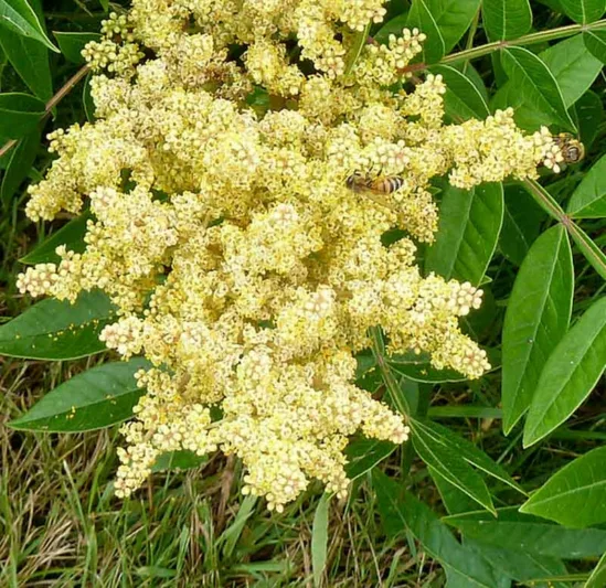 Rhus copallinum, Winged Sumac, Shining Sumac, Flameleaf Sumac, Mountain Sumac, Dwarf Sumac, Wing-rib Sumac, Black Sumac, Upland Sumac