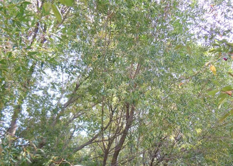 Salix lasiandra, Shining Willow, Salix lucida, Evergreen Shrub, California Native Shrub, Shade Shrub
