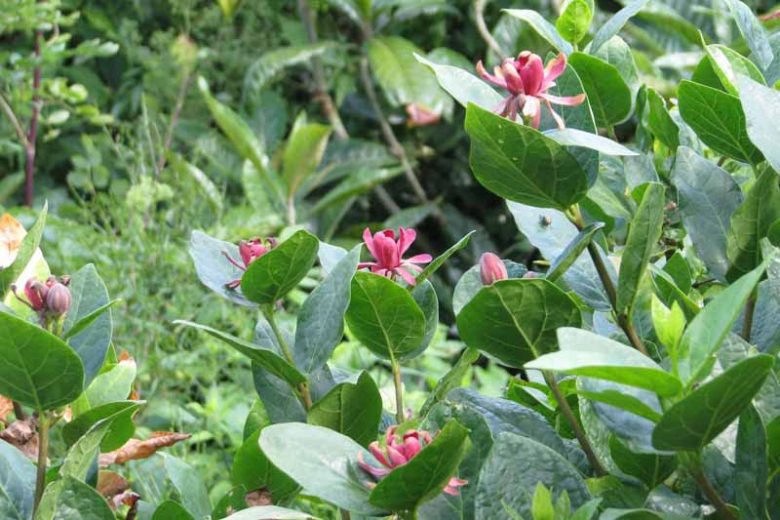 Calycanthus occidentalis, Californian Allspice, Calycanthus macrophyllus, Flowering Shrub, Fragrant Shrub