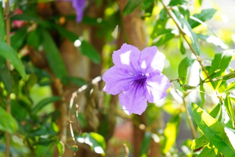 Ruellia brittoniana, Mexican Petunia, Desert Petunia, Florida Bluebells, Mexican Blue Bells, Ruellia simplex, Ruellia tweediana, Ruellia spectabilis, Lavender flowers, drought tolerant perennials