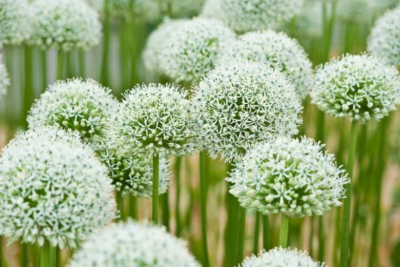 Allium Mount Everest,White Allium , Ornamental Onion 'Mount Everest', Allium Stipitatum 'Mount Everest', Spring Bulbs, Spring Flowers, Late Spring Bloom, Early Summer Bloom
