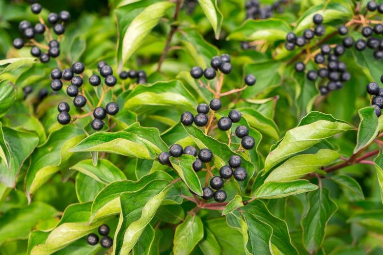 Cornus foemina, Stiff Dogwood, Swamp Dogwood, Cornus stricta, Swida foemina, Swida stricta, Deciduous Shrubs, Foliage, Fall color, winter stems, Berries