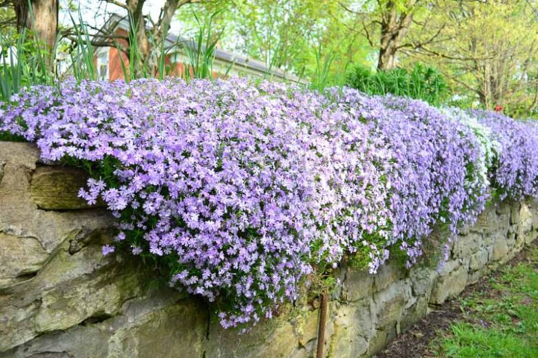 Phlox Stolonifera, Creeping Phlox, Purple Phlox, Purple flowers, Groundcover, Perennial groundcover