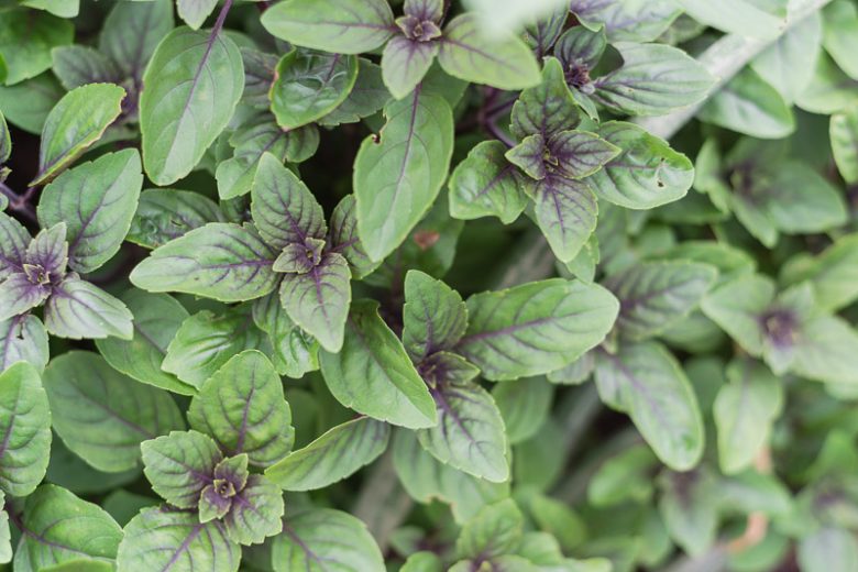Ocimum 'African Blue', African Blue Basil, Ocimum kilimandscharicum × basilicum