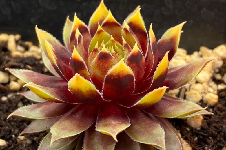Sempervivum Lotus Blossom, Hens and Chicks Lotus Blossom, Houseleek Lotus Blossom, Chick Charms Series, succulent, evergreen succulent, Red Succulent, drought tolerant perennial, drought tolerant plant