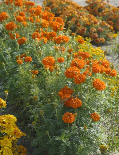 Tagetes erecta Kees' Orange, African Marigold Kees' Orange, Aztec Marigold Kees' Orange, Big Marigold Kees' Orange, Orange Marigold, Orange Marigolds