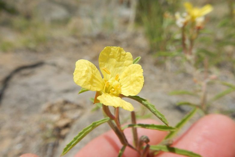 Calylophus serrulatus, Yellow Sundrops, Yellow Evening Primrose, Plains Evening Primrose, Oenothera serrulata, Yellow Flowers, Perennial Flowers