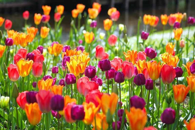 Tulipa 'Attila', Tulip 'Attila', Triumph Tulip 'Attila', Triumph Tulips, Spring Bulbs, Spring Flowers, Purple Tulips, Tulipes Triomphe, Mid spring tulips