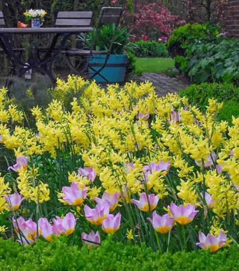 Narcissus Hawera, Daffodil 'Hawera', Triandrus Daffodil 'Hawera', Triandrus Daffodils, Angel's Tears, Spring Bulbs, Spring Flowers, Dwarf daffodil, mid spring daffodil, late spring bloomer, Triandrus Narcissus, yellow daffodil
