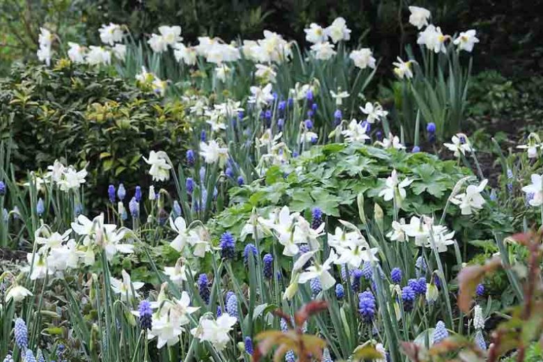 Narcissus 'Ice Wings', Daffodil 'Ice Wings', Triandrus Daffodil 'Ice Wings', Triandrus Daffodils, Angel's Tears, Spring Bulbs, Spring Flowers, mid spring daffodil, Triandrus Narcissus, white daffodil
