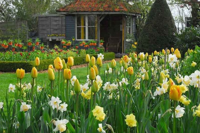 Tulipa Juliette, Tulip 'Juliette', Darwin Hybrid Tulip 'Juliette', Darwin Hybrid Tulips, Spring Bulbs, Spring Flowers, Tulipe Juliette, Darwin Tulip, Yellow tulip, Tulipe Darwin