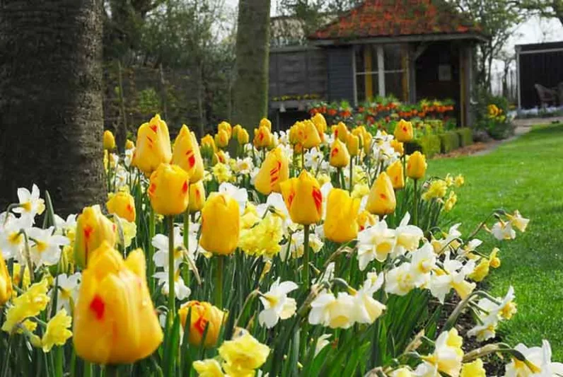 Tulipa Juliette, Tulip 'Juliette', Darwin Hybrid Tulip 'Juliette', Darwin Hybrid Tulips, Spring Bulbs, Spring Flowers, Tulipe Juliette, Darwin Tulip, Yellow tulip, Tulipe Darwin