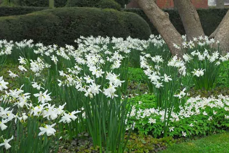 Narcissus Thalia, Daffodil 'Thalia', Triandrus Daffodil 'Thalia', Triandrus Daffodils, Angel's Tears, Spring Bulbs, Spring Flowers, mid spring daffodil, Triandrus Narcissus, white daffodil