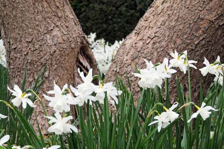 Narcissus Thalia, Daffodil 'Thalia', Triandrus Daffodil 'Thalia', Triandrus Daffodils, Angel's Tears, Spring Bulbs, Spring Flowers, mid spring daffodil, Triandrus Narcissus, white daffodil