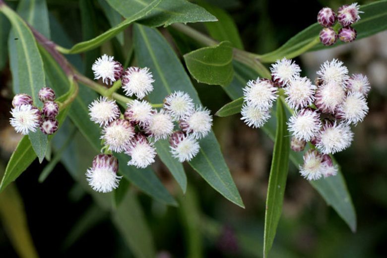 Baccharis salicifolia, Mule's Fat, Seep Willow, Baccharis glutinosa, Baccharis viminea, Molina salicifolia