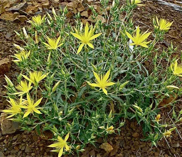 Mentzelia laevicaulis, Smoothstem Blazingstar, Giant Blazing Star, Evening Star, Stick Leaf, Northern Blazing Star, Yellow Shrub, yellow flowers
