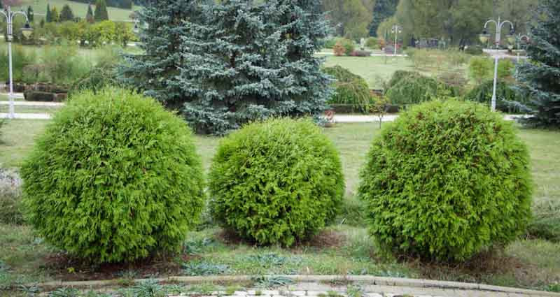 Thuja Occidentalis 'Danica'