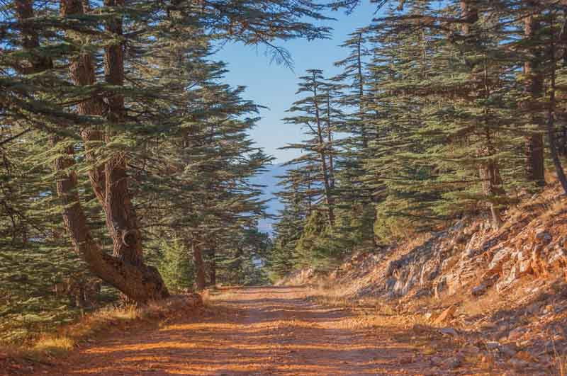 Cedrus atlantica, Atlas Cedar, Blue Atlas Cedar, cedar deodara, cedrus libani, Weeping Cedar, Conifer, Evergreen Tree, Blue Conifer, Weeping Conifer