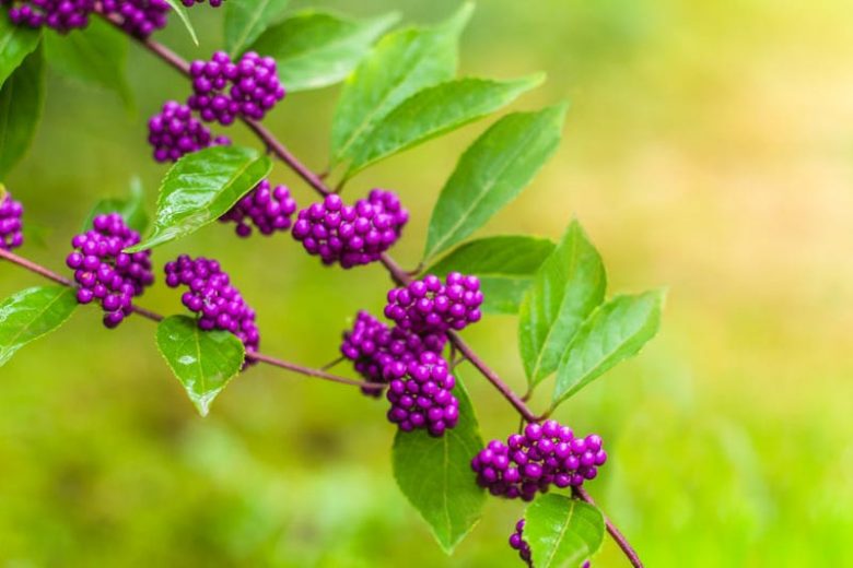 Purple Berries, Callicarpa, Beautyberry