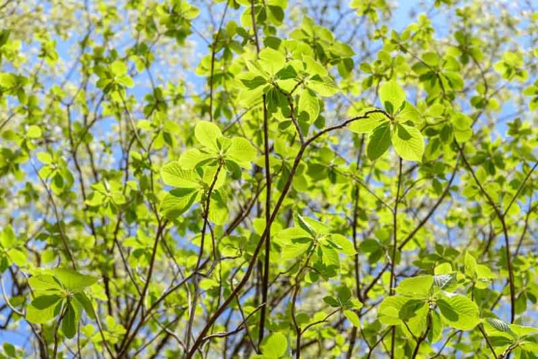 Clethra barbinervis, Japanese Clethra, Japanese Sweet Shrub, Fragrant Shrub, White Flowers