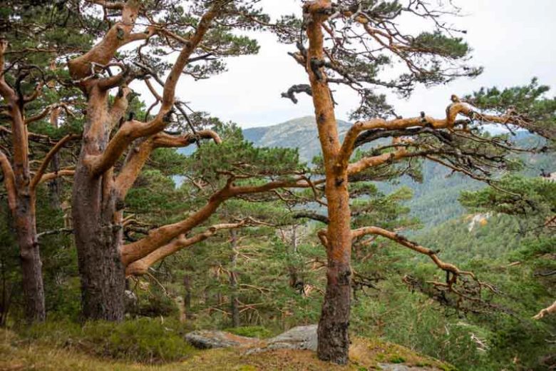 Pinus sylvestris, Scotch Pine, Scots Pine, Archangel Redwood, Baltic Redwood, Scotch Fir, Scots Fir, Norway Fir, Evergreen Conifer, Evergreen Shrub, Evergreen Tree,