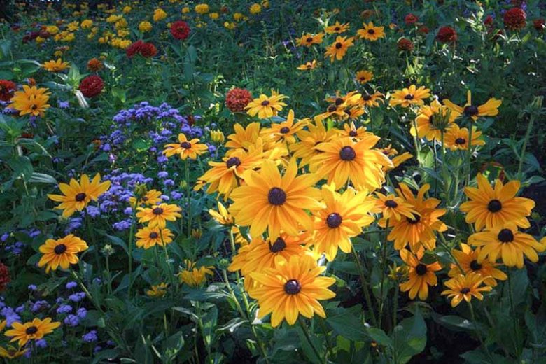 Indian Summer Black Eyed Susan, Gloriosa Daisy Indian Summer, Rudbeckia Indian Summer, Rudbeckia hirta Indian Summer, Black-eyed Susan Indian Summer, Award-winning perennial
