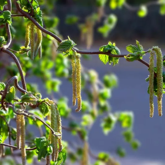 Corylus avellana 'Contorta', Harry Lauder's Walking Stick, Corkscrew Hazel, Contorted Filbert, European Hazel, Cobnut , Deciduous Shrubs, Foliage, Fall color, Winter color, shrub with catkins