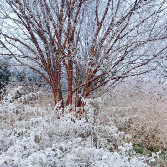Prunus serrula, Tibetan Cherry, Birch-Bark Tree, Ornamental Cherry, Paperbark Cherry, Cellophane Bark Cherry, Redbark Cherry, Prunus serrula var. tibetica, Prunus tibetica, Tree with fall color, Fall color, Attractive bark Tree, Red Bark