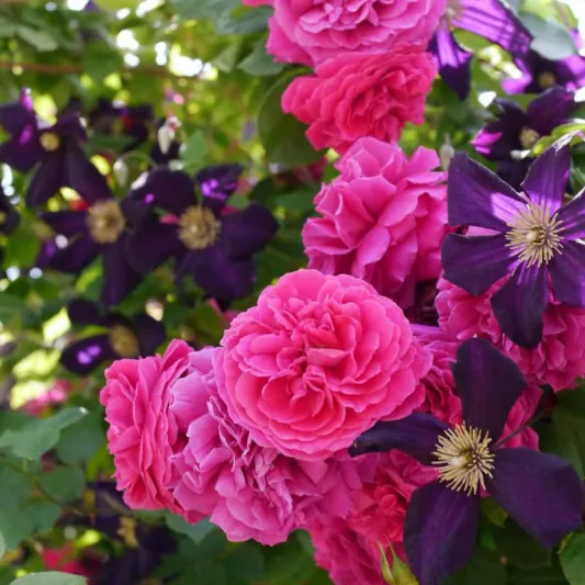 Rose Tess of The d'Urbervilles, Rosa 'Tess of The d'Urbervilles', English Rose 'Tess of The d'Urbervilles', David Austin Roses, English Roses, Red roses, shrub roses, Rose Bushes, Garden Roses, fragrant roses, Favorite roses