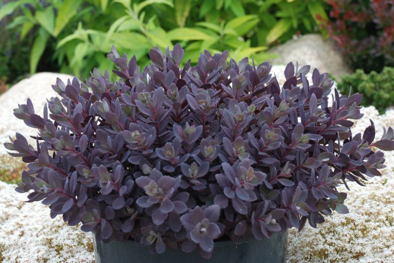 Sedum SUNSPARKLER® 'Plum Dazzled', Sedum 'Plum Dazzled', SUNSPARKLER® Series, Red Sedum, Red Succulent, Burgundy Sedum, Burgundy Succulent