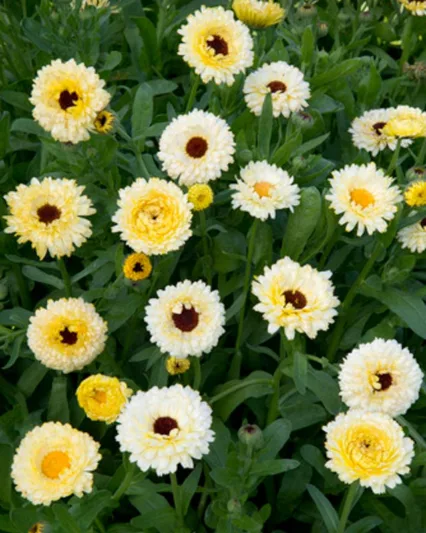 Calendula officinalis Snow Princess, Pot Marigold