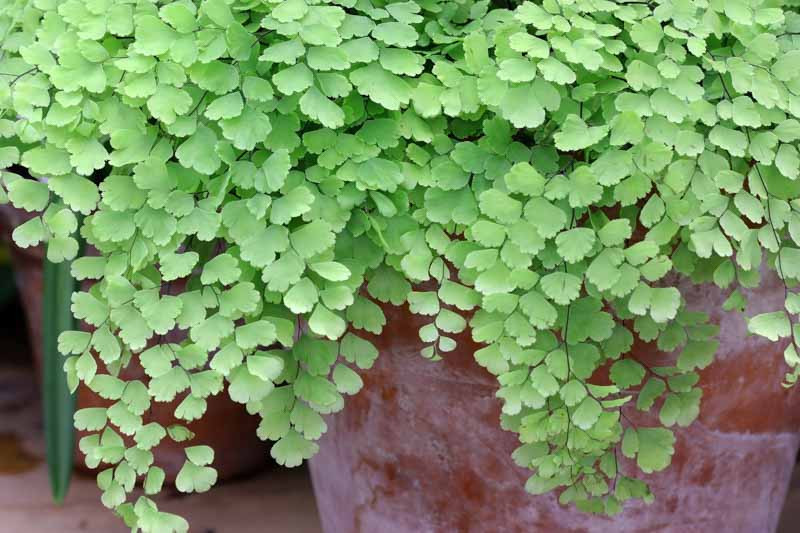 Adiantum, walking fern, maidenhair fern, Venus hair fern, Southern maidenhair fern, black maidenhair fern