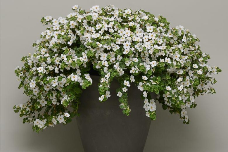 Sutera cordata MegaCopa™ White, Bacopa MegaCopa White, Mounding Bacopa, Trailing Bacopa, White Bacopa, White Flowers
