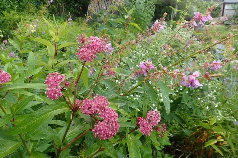 Asclepias incarnata, Swamp Milkweed, Pink Milkweed, Pink flowers