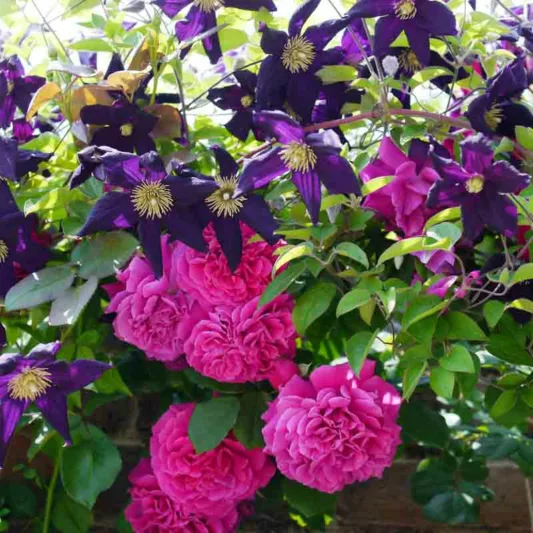 Rose, Clematis, Rose Tess d'Urbervilles