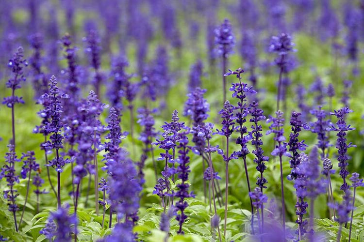 Salvia, Sage, Blue Sage, Wild Chia, Pineapple Sage, Cardinal Sage, Hummingbird Sage, Roseleaf Sage, Mexican Bush Sage, Baby Sage, Woodland Sage, Gentian Sage, Rosemary, Clary, Scarlet Sage, B
