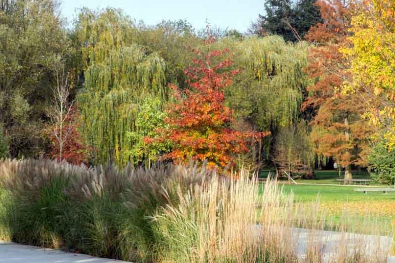 Quercus coccinea, Scarlet Oak, Red Leaves, Tree with fall color, Fall color, Attractive bark Tree