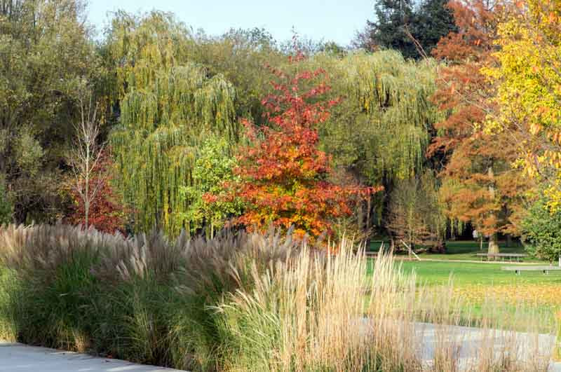 Quercus coccinea, Scarlet Oak, Red Leaves, Tree with fall color, Fall color, Attractive bark Tree