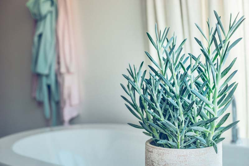 Senecio, succulent, Dusty Miller, Ragwort, Blue Chalksticks, String of Pearls, senecio mandraliscae, senecio vitalis, senecio talinoides, senecio serpens, senecio repens, blue groundcover