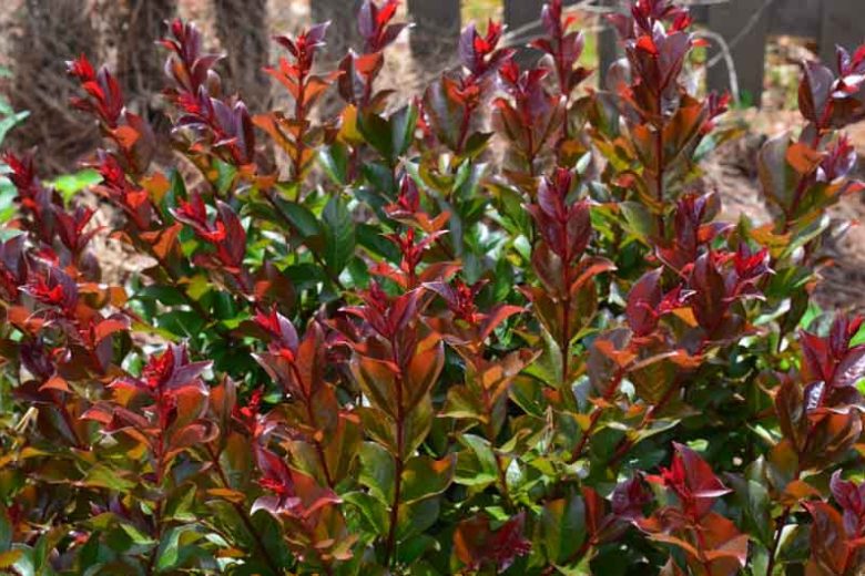 Lagerstroemia 'Purple Magic', Crape Myrtle 'Purple Magic', Crapemyrtle 'Purple Magic', Shrub, Purple Flowers, Purple Crape Myrtle
